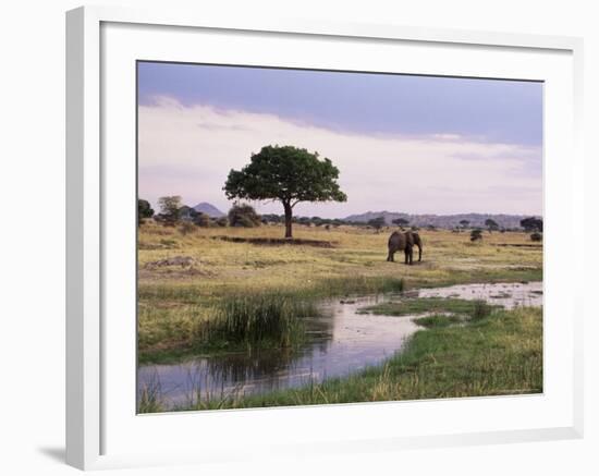 African Elephant (Loxodonta Africana), Tarangire National Park, Tanzania, East Africa, Africa-James Hager-Framed Photographic Print