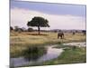 African Elephant (Loxodonta Africana), Tarangire National Park, Tanzania, East Africa, Africa-James Hager-Mounted Photographic Print