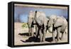 African elephant (Loxodonta Africana), Tembe Elephant Park, Kwazulu-Natal, South Africa, Africa-Christian Kober-Framed Stretched Canvas