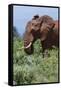 African elephant, Loxodonta africana, Tsavo, Kenya.-Sergio Pitamitz-Framed Stretched Canvas