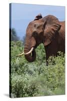 African elephant, Loxodonta africana, Tsavo, Kenya.-Sergio Pitamitz-Stretched Canvas