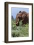 African elephant, Loxodonta africana, Tsavo, Kenya.-Sergio Pitamitz-Framed Photographic Print