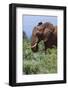 African elephant, Loxodonta africana, Tsavo, Kenya.-Sergio Pitamitz-Framed Photographic Print