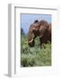 African elephant, Loxodonta africana, Tsavo, Kenya.-Sergio Pitamitz-Framed Photographic Print