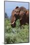 African elephant, Loxodonta africana, Tsavo, Kenya.-Sergio Pitamitz-Mounted Photographic Print