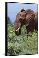 African elephant, Loxodonta africana, Tsavo, Kenya.-Sergio Pitamitz-Framed Stretched Canvas
