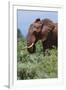 African elephant, Loxodonta africana, Tsavo, Kenya.-Sergio Pitamitz-Framed Photographic Print