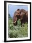 African elephant, Loxodonta africana, Tsavo, Kenya.-Sergio Pitamitz-Framed Photographic Print