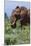 African elephant, Loxodonta africana, Tsavo, Kenya.-Sergio Pitamitz-Mounted Photographic Print