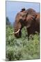 African elephant, Loxodonta africana, Tsavo, Kenya.-Sergio Pitamitz-Mounted Photographic Print