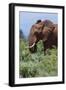 African elephant, Loxodonta africana, Tsavo, Kenya.-Sergio Pitamitz-Framed Premium Photographic Print