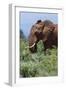 African elephant, Loxodonta africana, Tsavo, Kenya.-Sergio Pitamitz-Framed Premium Photographic Print