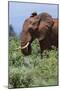 African elephant, Loxodonta africana, Tsavo, Kenya.-Sergio Pitamitz-Mounted Premium Photographic Print