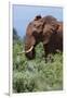 African elephant, Loxodonta africana, Tsavo, Kenya.-Sergio Pitamitz-Framed Photographic Print