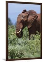 African elephant, Loxodonta africana, Tsavo, Kenya.-Sergio Pitamitz-Framed Photographic Print