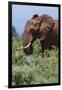 African elephant, Loxodonta africana, Tsavo, Kenya.-Sergio Pitamitz-Framed Photographic Print