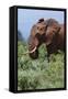 African elephant, Loxodonta africana, Tsavo, Kenya.-Sergio Pitamitz-Framed Stretched Canvas