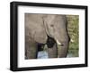 African elephant (Loxodonta africana), tusk detail in Chobe National Park, Botswana-Michael Nolan-Framed Photographic Print