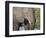 African elephant (Loxodonta africana), tusk detail in Chobe National Park, Botswana-Michael Nolan-Framed Photographic Print