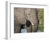 African elephant (Loxodonta africana), tusk detail in Chobe National Park, Botswana-Michael Nolan-Framed Photographic Print