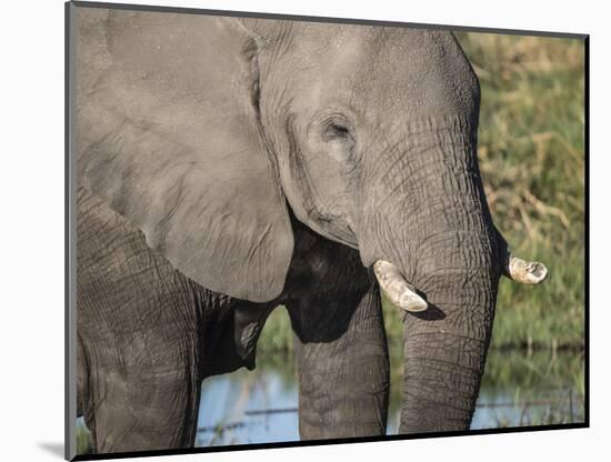 African elephant (Loxodonta africana), tusk detail in Chobe National Park, Botswana-Michael Nolan-Mounted Photographic Print