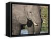 African elephant (Loxodonta africana), tusk detail in Chobe National Park, Botswana-Michael Nolan-Framed Stretched Canvas