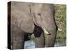 African elephant (Loxodonta africana), tusk detail in Chobe National Park, Botswana-Michael Nolan-Stretched Canvas