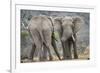 African Elephant (Loxodonta Africana) Two Bulls, Chyulu Hills, Kenya-Wim van den Heever-Framed Photographic Print