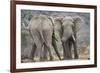 African Elephant (Loxodonta Africana) Two Bulls, Chyulu Hills, Kenya-Wim van den Heever-Framed Photographic Print