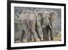 African Elephant (Loxodonta Africana) Two Bulls, Chyulu Hills, Kenya-Wim van den Heever-Framed Photographic Print