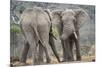 African Elephant (Loxodonta Africana) Two Bulls, Chyulu Hills, Kenya-Wim van den Heever-Mounted Photographic Print