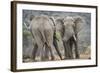 African Elephant (Loxodonta Africana) Two Bulls, Chyulu Hills, Kenya-Wim van den Heever-Framed Photographic Print