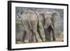 African Elephant (Loxodonta Africana) Two Bulls, Chyulu Hills, Kenya-Wim van den Heever-Framed Photographic Print