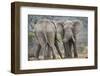 African Elephant (Loxodonta Africana) Two Bulls, Chyulu Hills, Kenya-Wim van den Heever-Framed Photographic Print