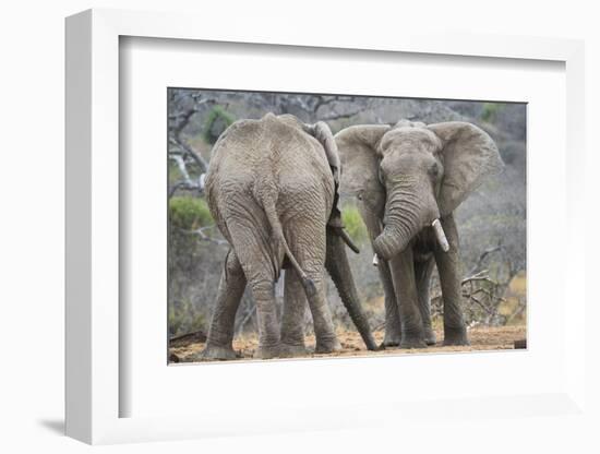 African Elephant (Loxodonta Africana) Two Bulls, Chyulu Hills, Kenya-Wim van den Heever-Framed Photographic Print