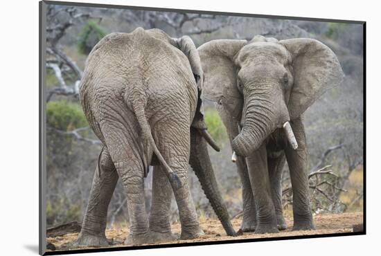 African Elephant (Loxodonta Africana) Two Bulls, Chyulu Hills, Kenya-Wim van den Heever-Mounted Photographic Print