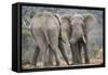 African Elephant (Loxodonta Africana) Two Bulls, Chyulu Hills, Kenya-Wim van den Heever-Framed Stretched Canvas