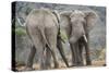 African Elephant (Loxodonta Africana) Two Bulls, Chyulu Hills, Kenya-Wim van den Heever-Stretched Canvas