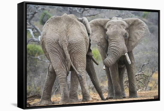 African Elephant (Loxodonta Africana) Two Bulls, Chyulu Hills, Kenya-Wim van den Heever-Framed Stretched Canvas