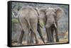 African Elephant (Loxodonta Africana) Two Bulls, Chyulu Hills, Kenya-Wim van den Heever-Framed Stretched Canvas