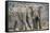 African Elephant (Loxodonta Africana) Two Bulls, Chyulu Hills, Kenya-Wim van den Heever-Framed Stretched Canvas