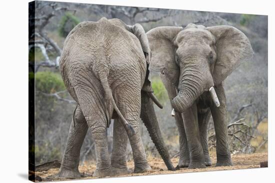 African Elephant (Loxodonta Africana) Two Bulls, Chyulu Hills, Kenya-Wim van den Heever-Stretched Canvas