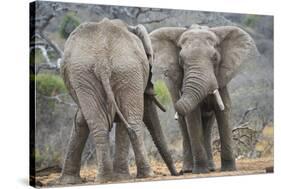 African Elephant (Loxodonta Africana) Two Bulls, Chyulu Hills, Kenya-Wim van den Heever-Stretched Canvas