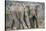 African Elephant (Loxodonta Africana) Two Bulls, Chyulu Hills, Kenya-Wim van den Heever-Stretched Canvas