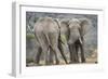 African Elephant (Loxodonta Africana) Two Bulls, Chyulu Hills, Kenya-Wim van den Heever-Framed Photographic Print