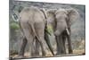 African Elephant (Loxodonta Africana) Two Bulls, Chyulu Hills, Kenya-Wim van den Heever-Mounted Photographic Print