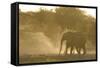 African Elephant (Loxodonta africana) two immatures, kicking up dust in dry riverbed, Etosha-Shem Compion-Framed Stretched Canvas