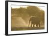 African Elephant (Loxodonta africana) two immatures, kicking up dust in dry riverbed, Etosha-Shem Compion-Framed Photographic Print