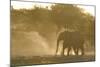 African Elephant (Loxodonta africana) two immatures, kicking up dust in dry riverbed, Etosha-Shem Compion-Mounted Photographic Print