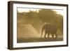 African Elephant (Loxodonta africana) two immatures, kicking up dust in dry riverbed, Etosha-Shem Compion-Framed Photographic Print